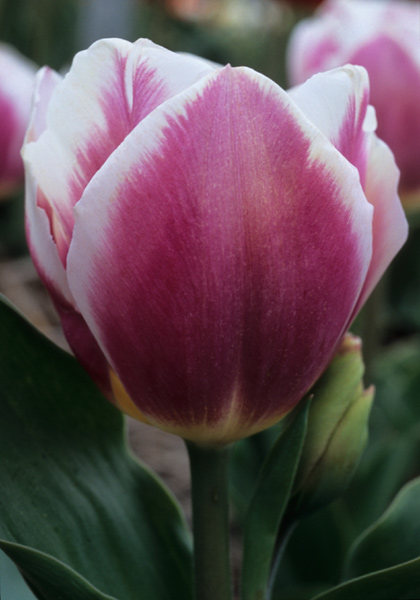 Cerise Gris-de-Lin tulip heirloom bulbs