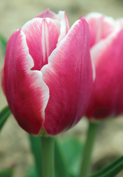 Cerise Gris-de-Lin tulip heirloom bulbs