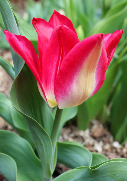 Joost van de Vondel tulip heirloom bulbs