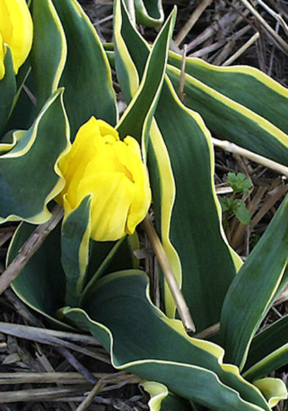 Mon Tresor Bontlof tulip heirloom bulbs