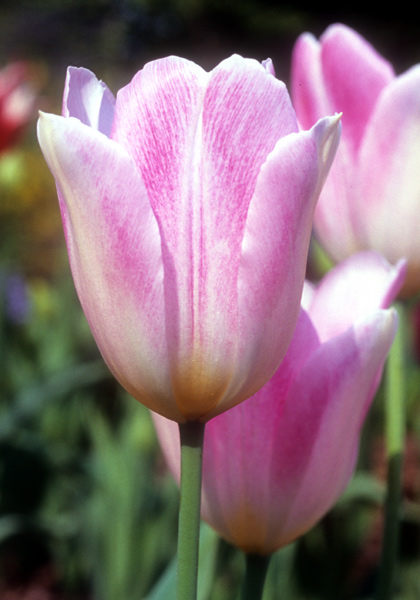Rosamunde Huykman tulip heirloom bulbs