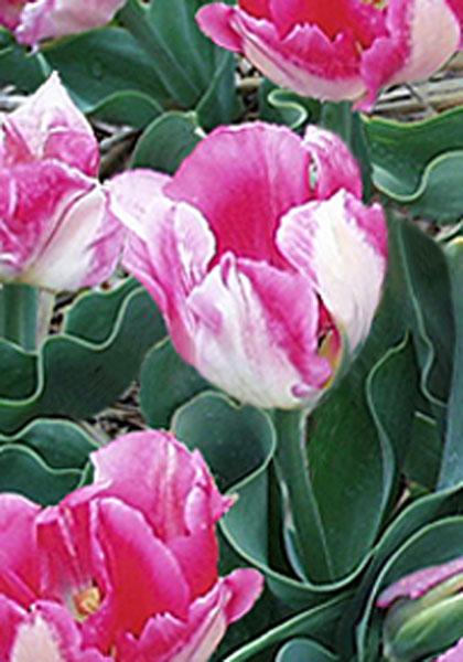 Rose Gris-de-Lin tulip heirloom bulbs