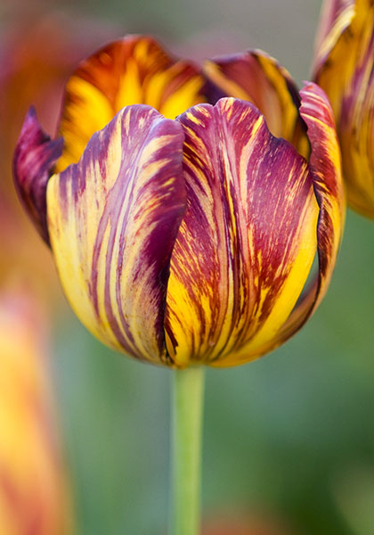 Royal Sovereign tulip heirloom bulbs