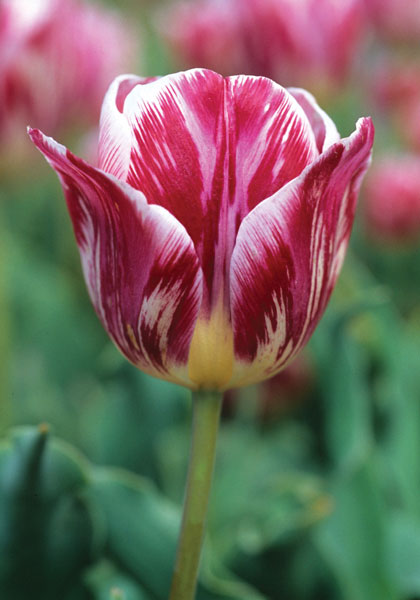 Spaendonck tulip heirloom bulbs