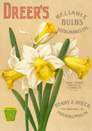 DAFFODIL HOOPOE SWEETNESS NARCISSUS GARDEN BULBS AUTUMN GARDENING SPRING  FLOWER