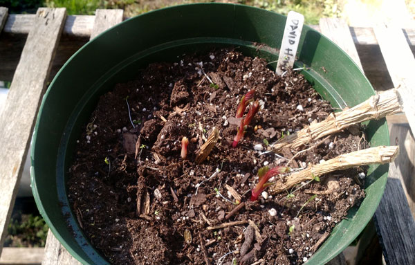 dahlia plant in pots