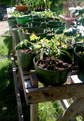 dahlia plant in pots