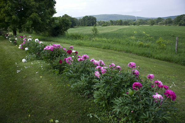 Peony Vodka: Intoxicating Beauty – www.OldHouseGardens.com