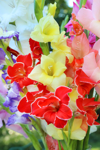 Frumpy No More: Glads and Dahlias for Stylish Bouquets – www.oldhousegardens.com