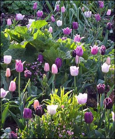 Heirloom Tulips, Old Fashioned Tulips, Perennial Tulips