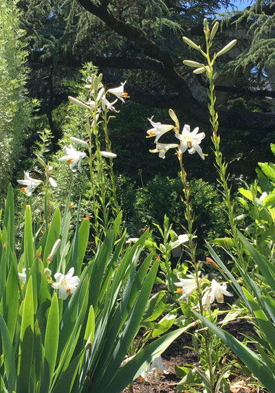 Madonna Lilies