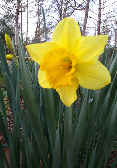 Gigantic Star Daffodil, Holland Bulb Farms