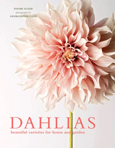 From Our Newsletter Dahlias