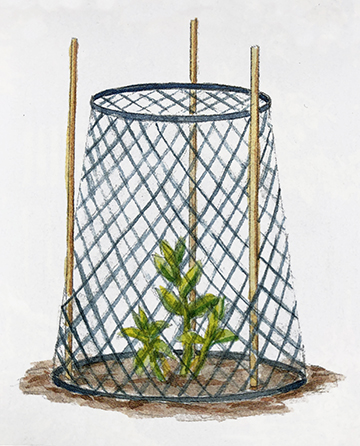 How to Use Cloches and Critter Cages to Protect Young Plants