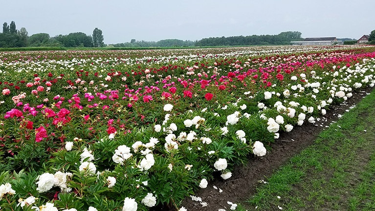 PeonyField,Holland103317REVDSmaller.jpg