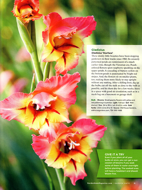 1951 - Gladiolus 1951 - Biodiversity Heritage Library