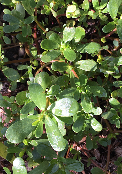 Purslane,ScottsGarden2252Revd2.jpg