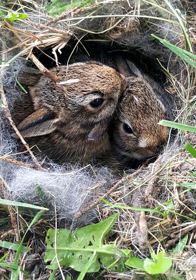 https://oldhousegardens.com/img/newsletter/226/BabyRabbitsInNestRevd.jpg