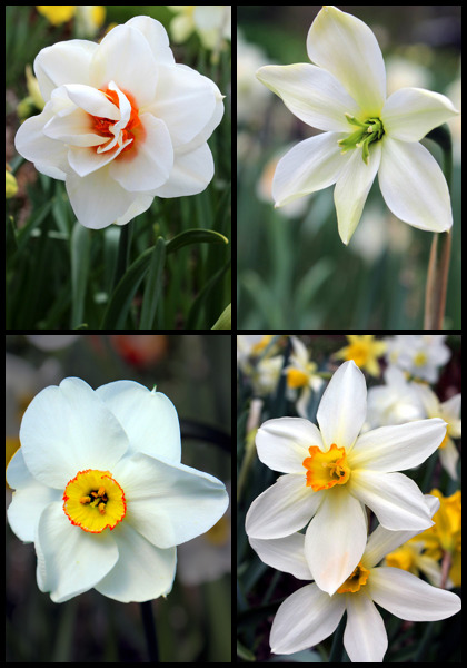 Heirloom Bulbs & Garden History Blog