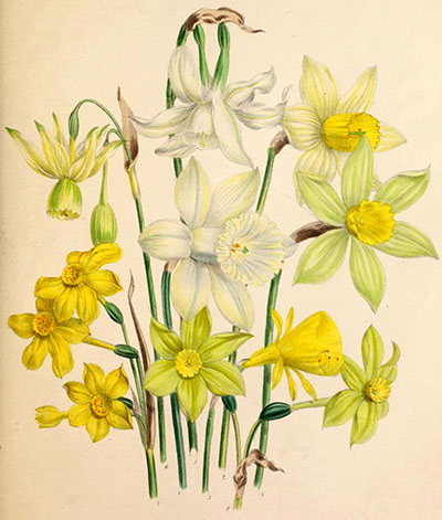 Daffodils & Narcissus – Floret Library