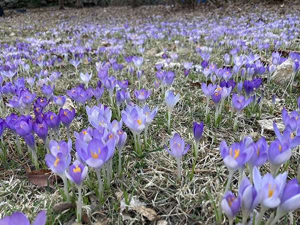 Daffodil Bulbs: RHS Unveil 12 Award-Winning Varieties For Gardens