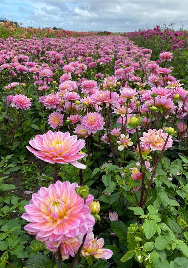 Planting Dahlias in Grow Bags & Taking Risks