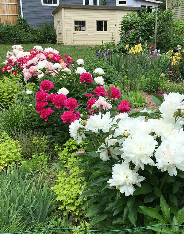 Are my neighbors right on this one?Our new bench is touching some of the  hedge branches and they are, as usual, not happy…any advice or ideas? :  r/landscaping