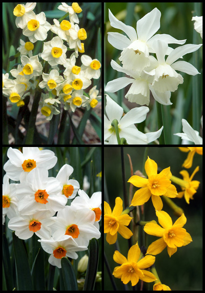 Daffodils  Chicago Botanic Garden